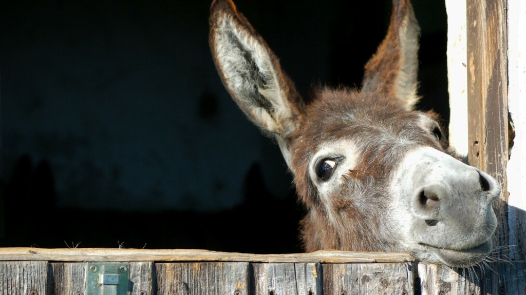 IL RETAIL E L’ASINO DI BURIDANO